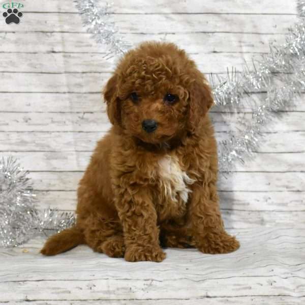 Tucker, Mini Goldendoodle Puppy